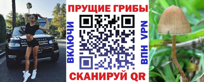 Галлюциногенные грибы Cubensis  Нестеровская 